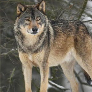 Meet your Posher, Mya